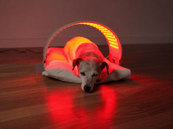Luz vermelha e peptídeos entram na rotina de pets nos EUA