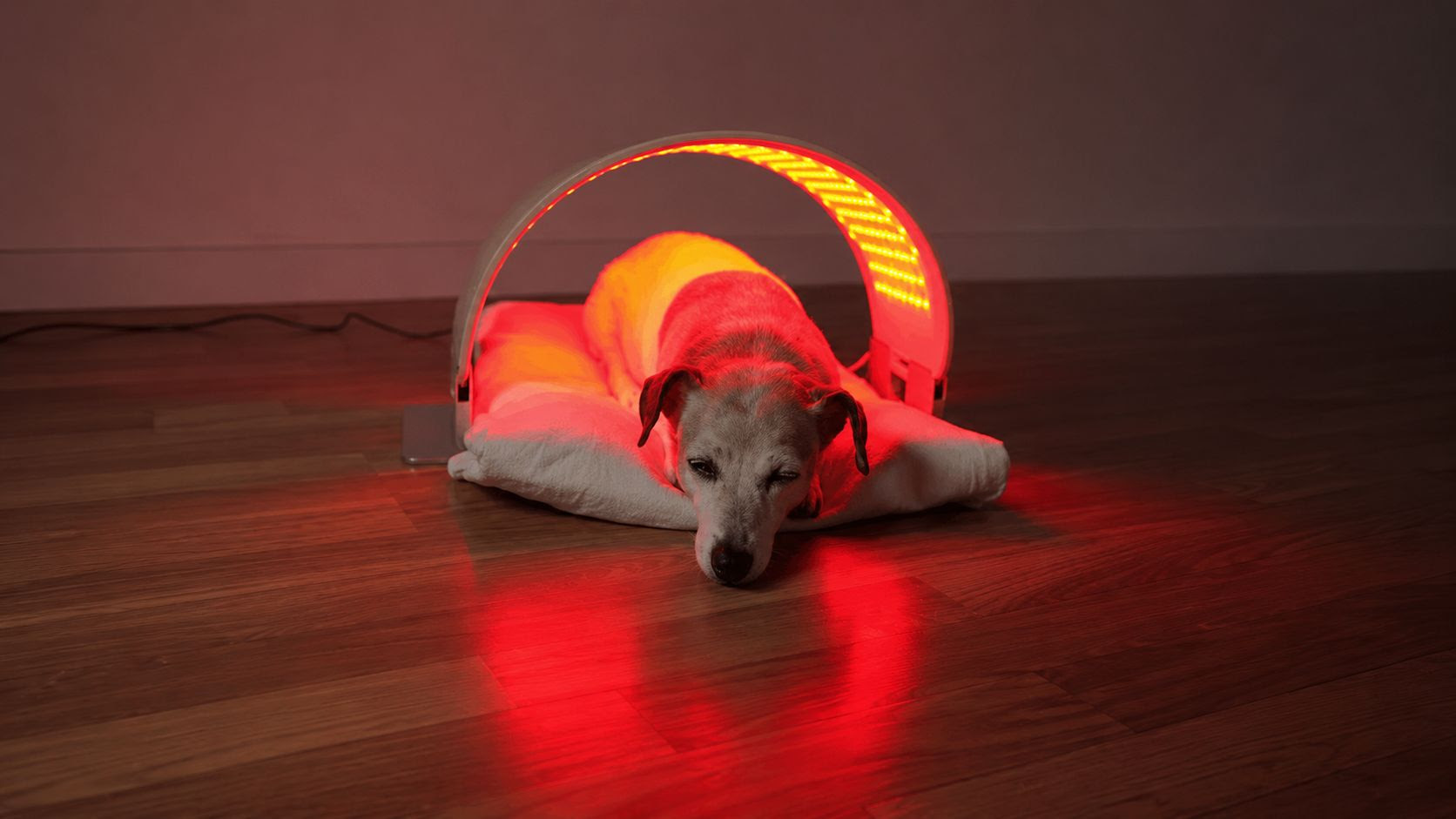 Luz vermelha e peptídeos entram na rotina de pets nos EUA