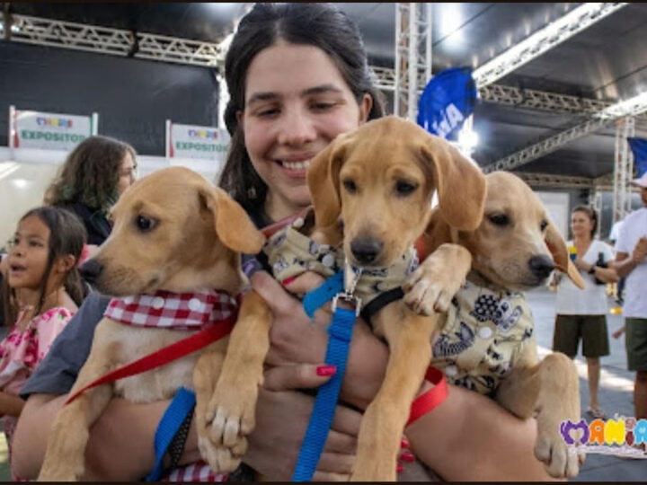 Manias Festival reúne atrações gratuitas para o público pet