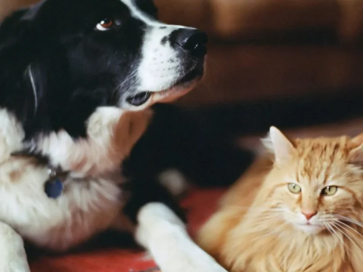 Distrito Federal soma 48 mil animais no cadastro do SinPatinhas