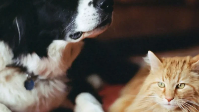 Distrito Federal soma 48 mil animais no cadastro do SinPatinhas